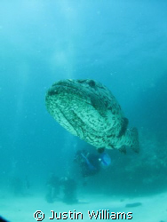 Massive Cod..must be on steroids. by Justin Williams 